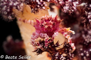 Soft coral crab by Beate Seiler 